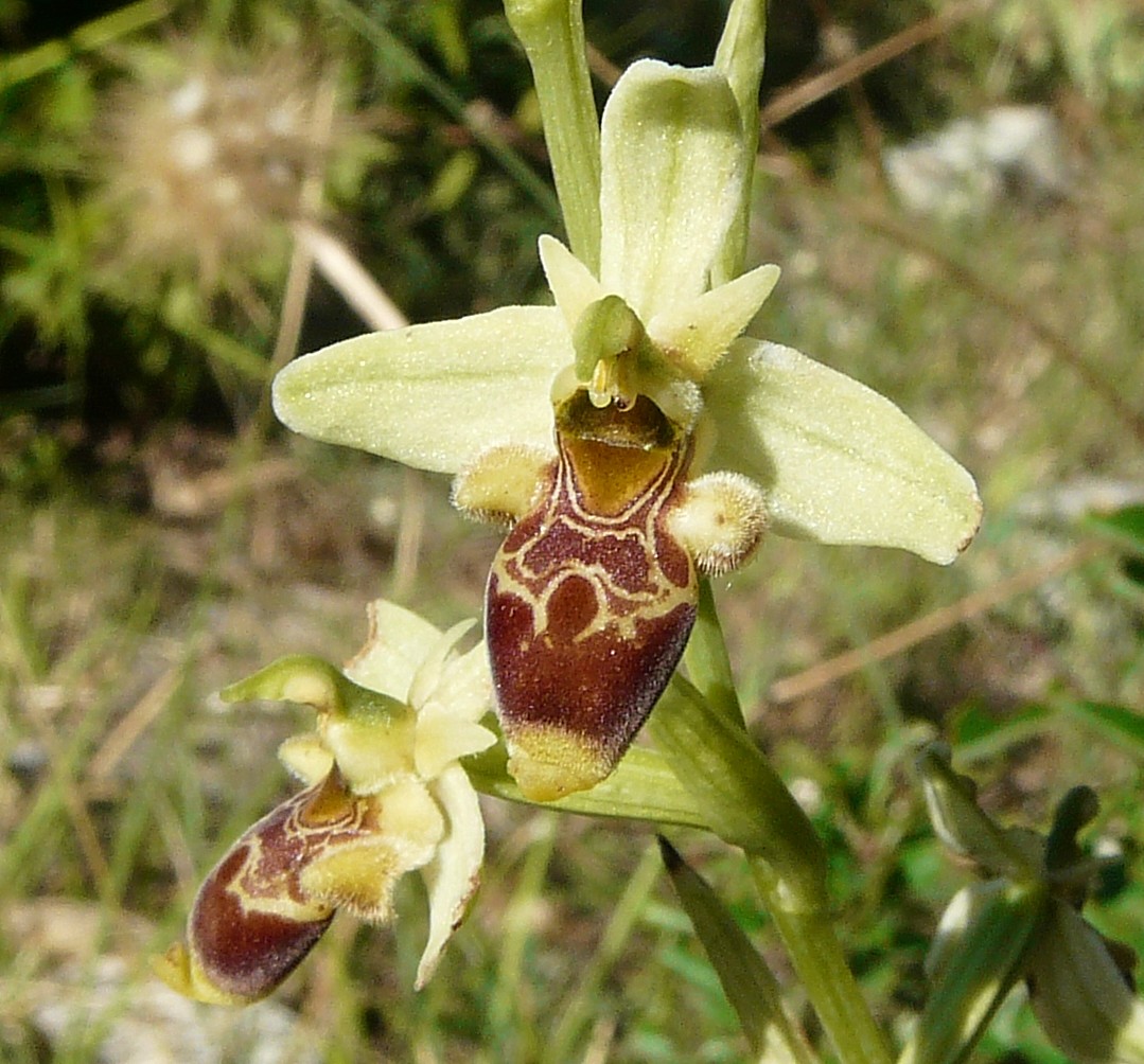 Ophrys scolopax